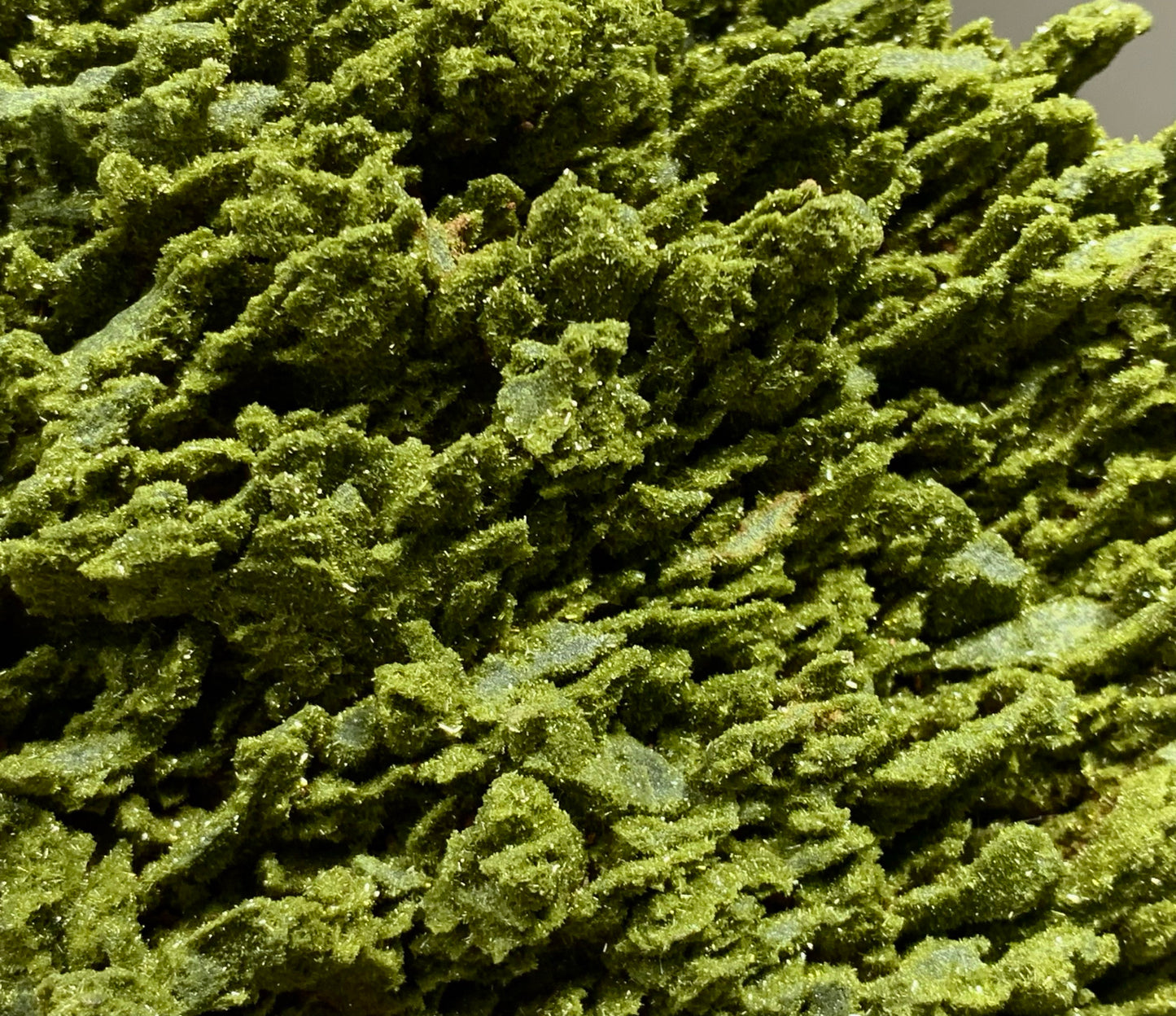 Close-up texture of natural pistachio-green epidote mineral, showcasing its unique botanical illusion that mimics ancient petrified moss.