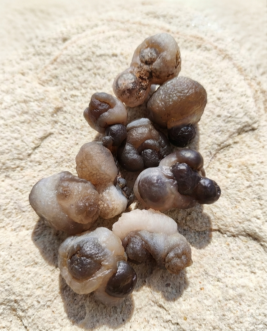 Raw Botryoidal Chalcedony showing organic, fluid-like bubbling formations in monochromatic shades of translucent white, grey, and dark brown against a textured stone background