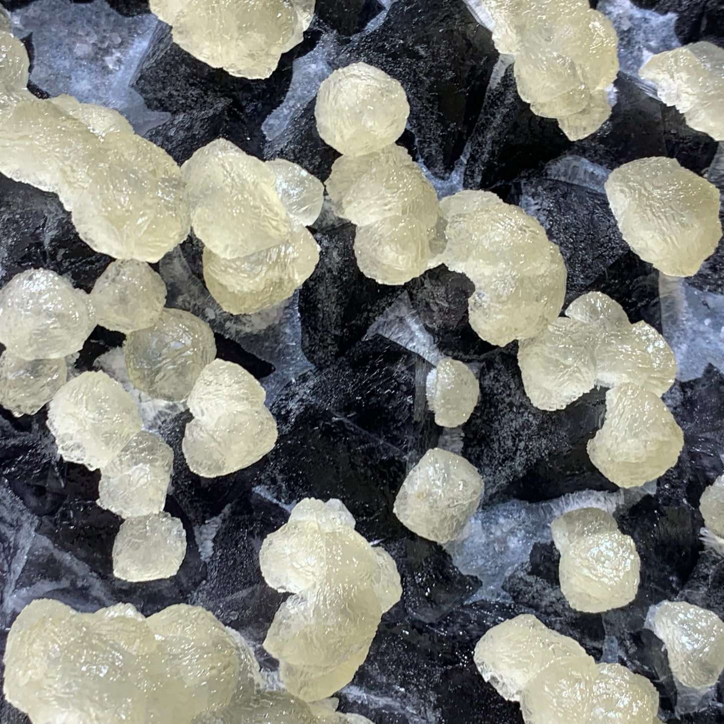 Macro close-up of rare botryoidal yellow fluorite spherical formations erupting from a raw dark purple fluorite crystalline matrix.⁠