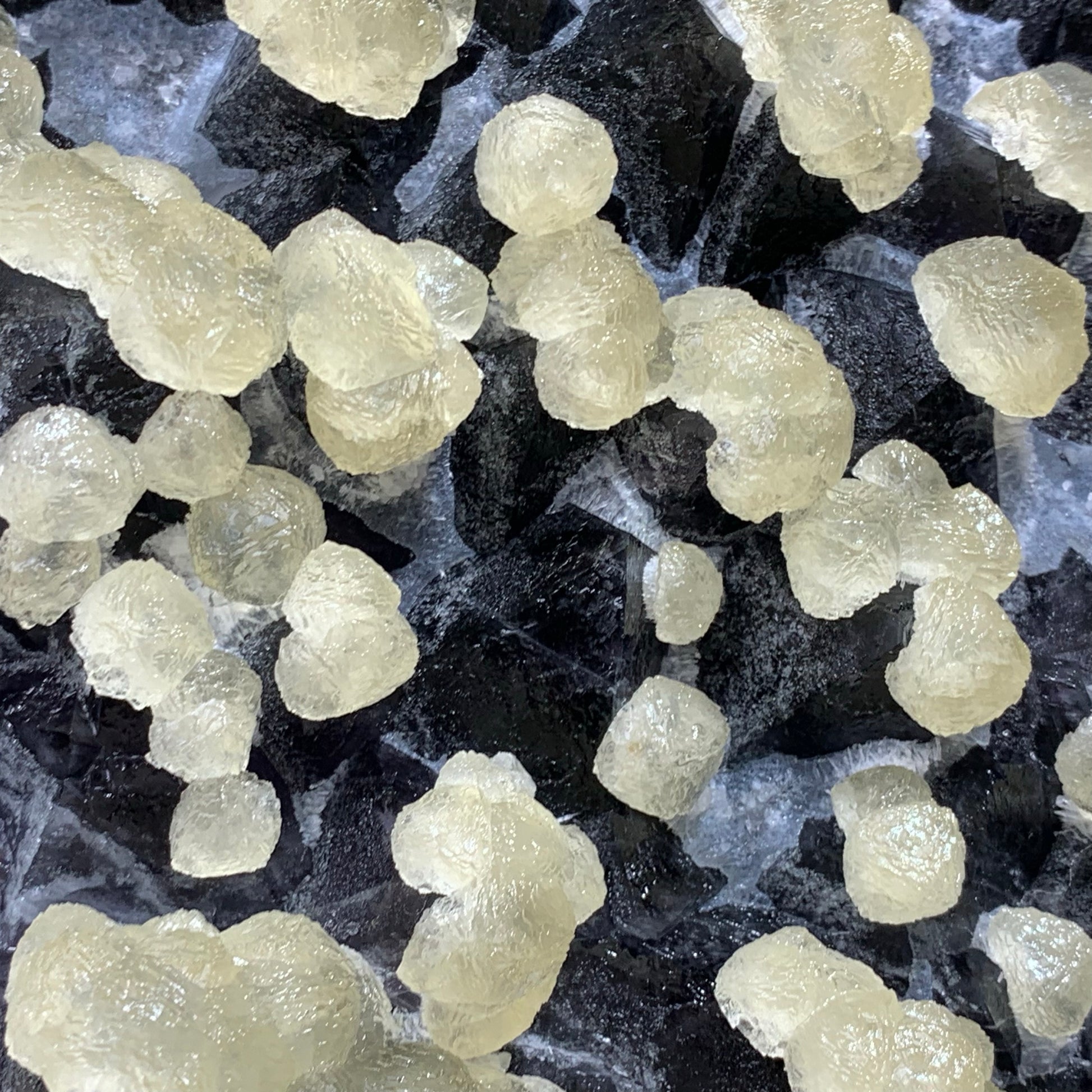 Macro close-up of rare botryoidal yellow fluorite spherical formations erupting from a raw dark purple fluorite crystalline matrix.⁠