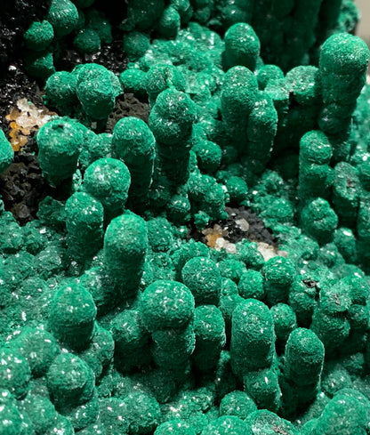 Macro close-up of stalactitic velvet malachite, revealing vivid green botryoidal formations and sparkling druzy texture against a dark host matrix.